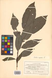 Salix caprea L., Siberia, Russian Far East (S6) (Russia)