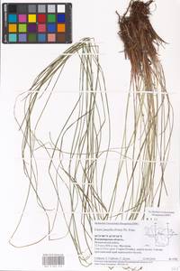 Carex nigra subsp. juncea (Fr.) Soó, Eastern Europe, Central region (E4) (Russia)