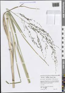 Glyceria lithuanica (Gorski) Gorski, Siberia, Baikal & Transbaikal region (S4) (Russia)