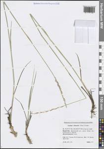 Leymus chinensis (Trin.) Tzvelev, Siberia, Baikal & Transbaikal region (S4) (Russia)
