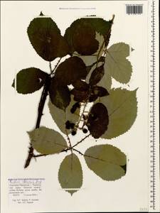 Rubus ibericus Juz., Caucasus, Stavropol Krai, Karachay-Cherkessia & Kabardino-Balkaria (K1b) (Russia)