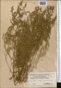Artemisia scoparia Waldst. & Kit., Middle Asia, Western Tian Shan & Karatau (M3) (Kazakhstan)