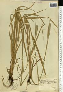 Alopecurus arundinaceus Poir., Eastern Europe, South Ukrainian region (E12) (Ukraine)