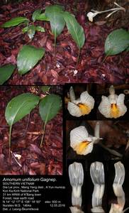 Amomum unifolium Gagnep., South Asia, South Asia (Asia outside ex-Soviet states and Mongolia) (ASIA) (Vietnam)