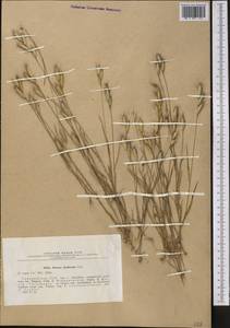 Bromus danthoniae Trin., Middle Asia, Kopet Dag, Badkhyz, Small & Great Balkhan (M1) (Turkmenistan)