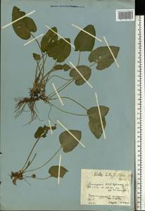 Viola hirta L., Eastern Europe, Eastern region (E10) (Russia)