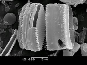 230-sem-32, Рузский район, Moscow Oblast (Russia)