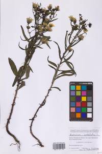 Hieracium umbellatum L., Eastern Europe, Moscow region (E4a) (Russia)