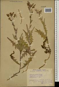 Lactuca tatarica (L.) C. A. Mey., Eastern Europe, Eastern region (E10) (Russia)