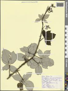 Rubus ibericus Juz., Caucasus, Black Sea Shore (from Novorossiysk to Adler) (K3) (Russia)