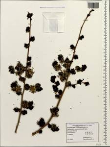 Parrotia persica (DC.) C. A. Mey., Caucasus, Azerbaijan (K6) (Azerbaijan)