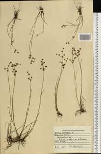 Juncus articulatus L., Eastern Europe, Central forest region (E5) (Russia)