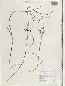 Juncus articulatus L., Eastern Europe, Central forest region (E5) (Russia)
