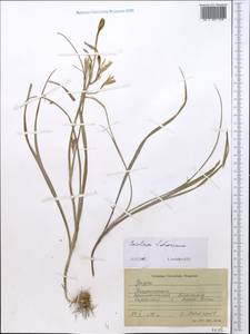 Ixiolirion tataricum (Pall.) Schult. & Schult.f., Middle Asia, Northern & Central Tian Shan (M4) (Kazakhstan)