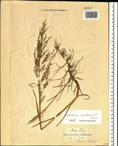Catabrosa aquatica (L.) P.Beauv., Caucasus, Georgia (K4) (Georgia)
