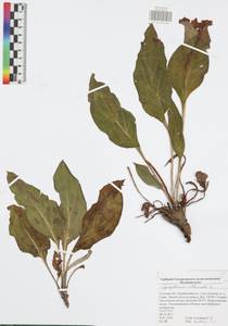 Cynoglossum officinale L., Eastern Europe, Central region (E4) (Russia)