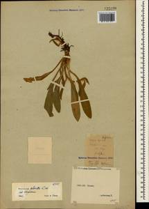 Pilosella officinarum Vaill., Crimea (KRYM) (Russia)