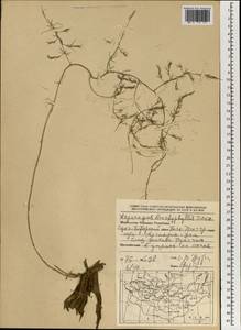 Asparagus dauricus Fisch. ex Link, Mongolia (MONG) (Mongolia)