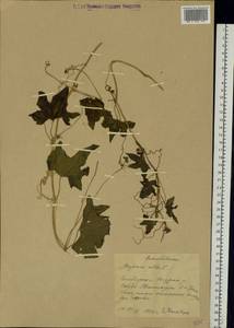 Bryonia alba L., Eastern Europe, Middle Volga region (E8) (Russia)