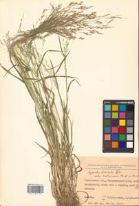 Agrostis clavata Trin., Siberia, Russian Far East (S6) (Russia)