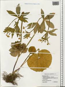 Ranunculus cassubicus L., Eastern Europe, Central region (E4) (Russia)