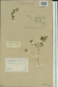 Astragalus alpinus L., Siberia, Baikal & Transbaikal region (S4) (Russia)