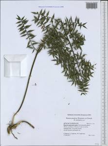 Ruscus aculeatus L., Caucasus, Black Sea Shore (from Novorossiysk to Adler) (K3) (Russia)