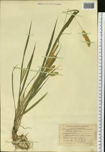 Setaria pumila (Poir.) Roem. & Schult., Siberia, Russian Far East (S6) (Russia)