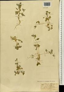 Atriplex sibirica L., Mongolia (MONG) (Mongolia)