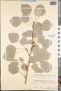 Populus tremula L., Eastern Europe, North Ukrainian region (E11) (Ukraine)