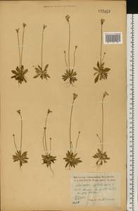 Androsace septentrionalis L., Eastern Europe, Central forest-and-steppe region (E6) (Russia)