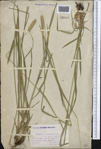 Alopecurus arundinaceus Poir., Middle Asia, Northern & Central Kazakhstan (M10) (Kazakhstan)