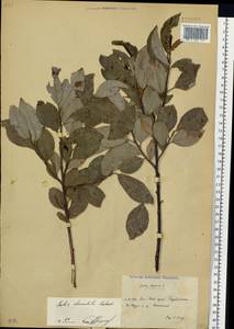 Salix caprea L., Siberia, Russian Far East (S6) (Russia)