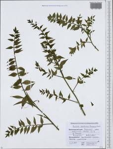 Ruscus aculeatus L., Caucasus, Krasnodar Krai & Adygea (K1a) (Russia)