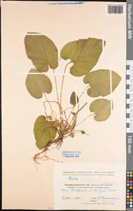 Viola hirta L., Eastern Europe, North Ukrainian region (E11) (Ukraine)