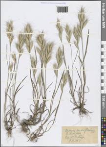 Bromus lanceolatus Roth, Middle Asia, Syr-Darian deserts & Kyzylkum (M7) (Kazakhstan)