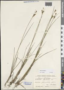 Juncus articulatus L., Eastern Europe, Moscow region (E4a) (Russia)