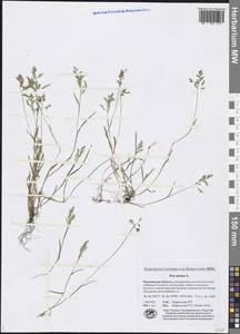 Poa annua L., Eastern Europe, Northern region (E1) (Russia)