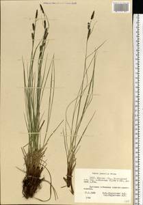 Carex nigra subsp. juncea (Fr.) Soó, Eastern Europe, Belarus (E3a) (Belarus)