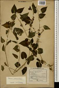 Solanum dulcamara L., Caucasus, Georgia (K4) (Georgia)