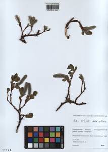Salix rectijulis Ledeb. ex Trautv., Siberia, Altai & Sayany Mountains (S2) (Russia)