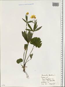 Ranunculus cassubicus L., Eastern Europe, Central region (E4) (Russia)