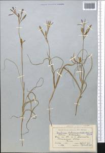 Ixiolirion tataricum (Pall.) Schult. & Schult.f., Middle Asia, Muyunkumy, Balkhash & Betpak-Dala (M9) (Kazakhstan)