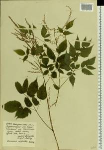 Aruncus dioicus var. kamtschaticus (Maxim.) Hara, Eastern Europe, West Ukrainian region (E13) (Ukraine)