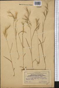 Bromus lanceolatus Roth, Middle Asia, Western Tian Shan & Karatau (M3) (Kazakhstan)