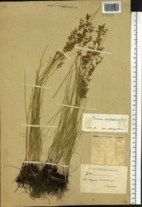 Juncus compressus Jacq., Siberia, Yakutia (S5) (Russia)