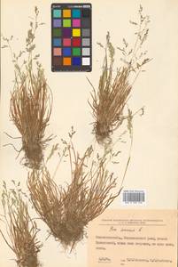 Poa annua L., Siberia, Russian Far East (S6) (Russia)