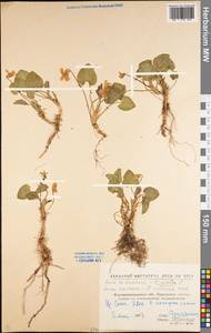 Viola hirta L., Eastern Europe, North Ukrainian region (E11) (Ukraine)