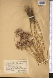 Allium barsczewskii Lipsky, Middle Asia, Western Tian Shan & Karatau (M3) (Kazakhstan)