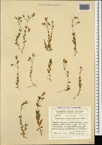 Cerastium polymorphum Rupr., Caucasus, Georgia (K4) (Georgia)